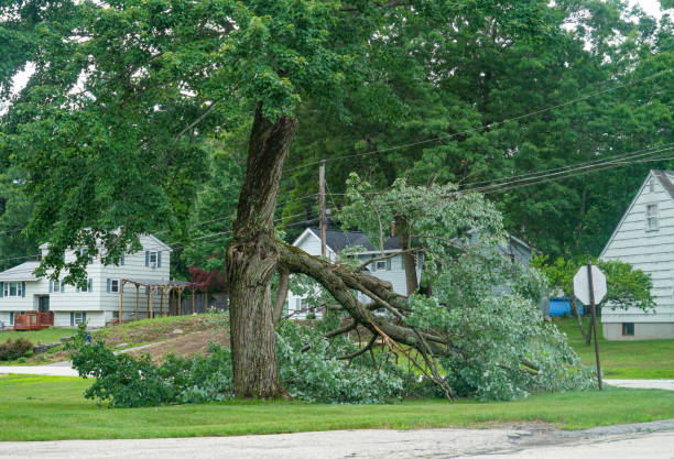 Best Professional Tree Care  in Butler, GA